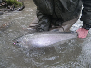 Native Trout Fly Fishing