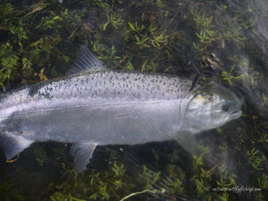 Native Trout Fly Fishing