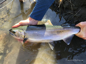 Native Trout Fly Fishing