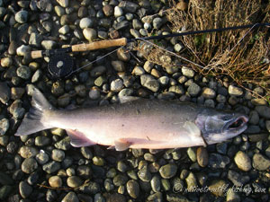 Native Trout Fly Fishing