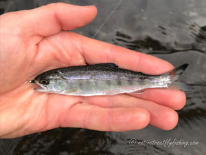 Native Trout Fly Fishing