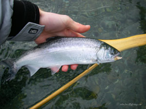 Native Trout Fly Fishing