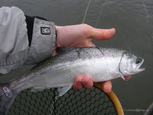 Native Trout Fly Fishing