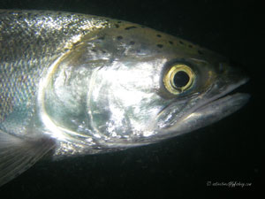 Native Trout Fly Fishing