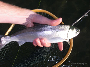 Native Trout Fly Fishing