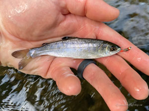 Native Trout Fly Fishing