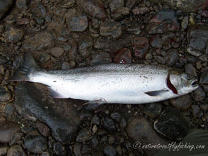 Native Trout Fly Fishing