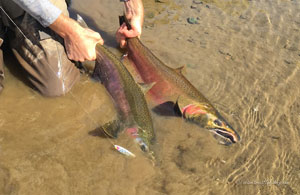 Native Trout Fly Fishing