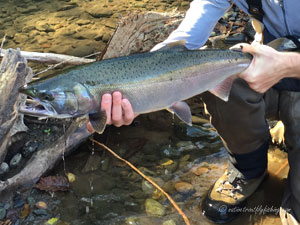 Native Trout Fly Fishing