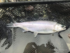 Native Trout Fly Fishing