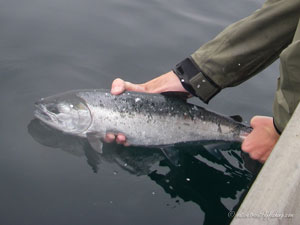 Native Trout Fly Fishing