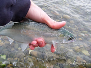 Native Trout Fly Fishing