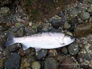 Native Trout Fly Fishing