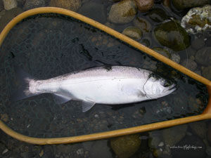 Native Trout Fly Fishing