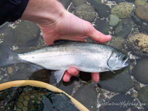 Native Trout Fly Fishing