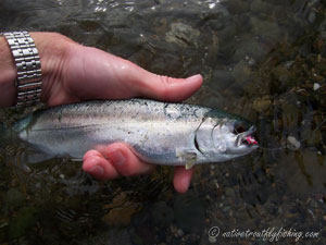 Native Trout Fly Fishing