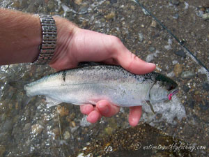 Native Trout Fly Fishing