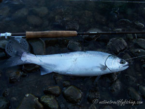 Native Trout Fly Fishing