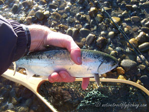 Native Trout Fly Fishing