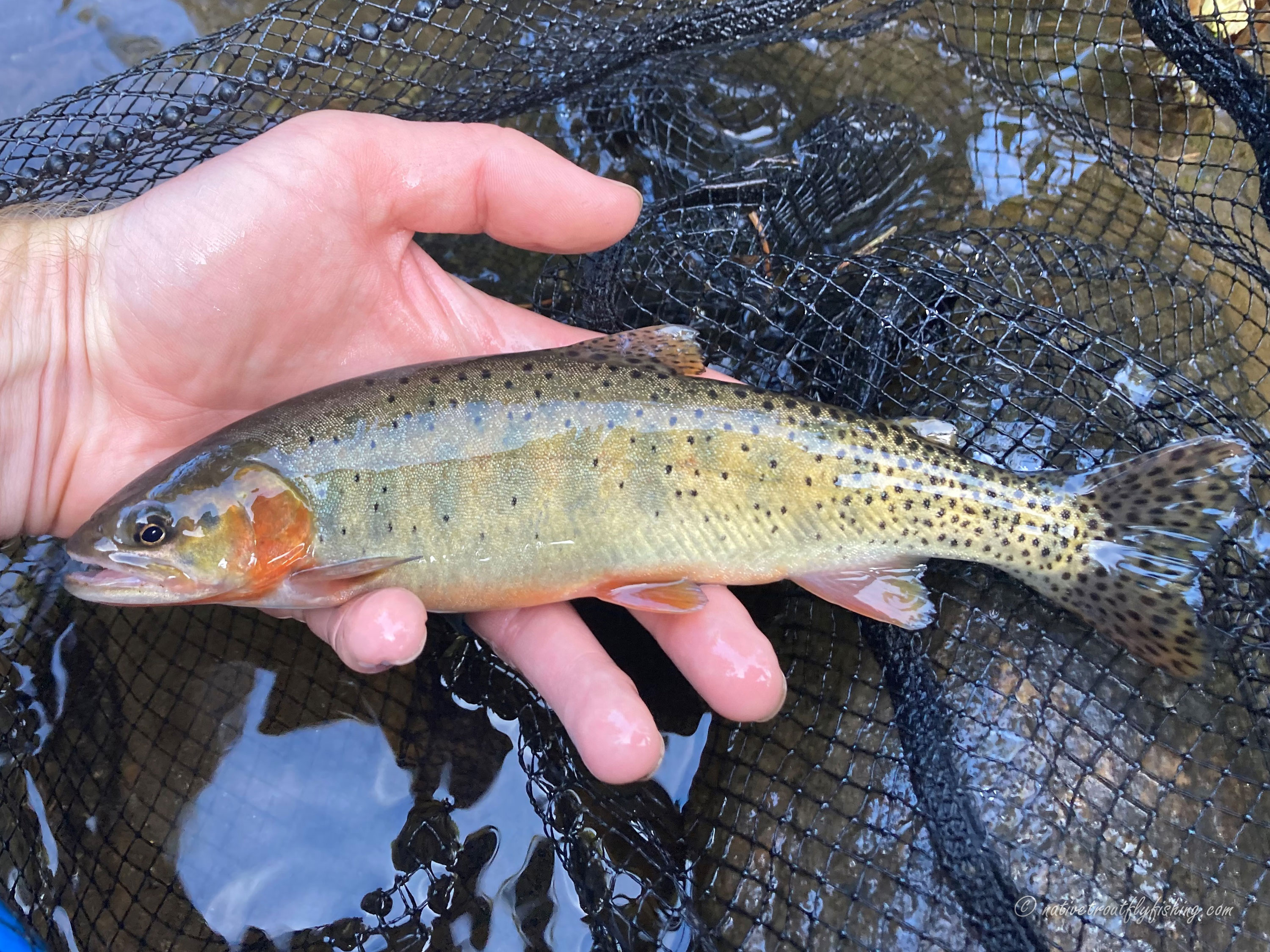 Fish Facts: Colorado River Cutthroat Trout (Oncorhyncus clarkii  pleuriticus) - Utah Fly Fishing Lodge, Pheasant Hunting