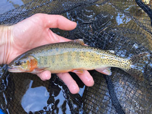 Native Trout Fly Fishing