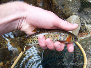 Native Trout Fly Fishing