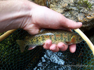 Native Trout Fly Fishing