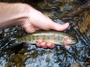 Native Trout Fly Fishing