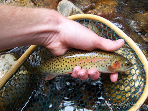 Native Trout Fly Fishing