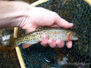 Native Trout Fly Fishing