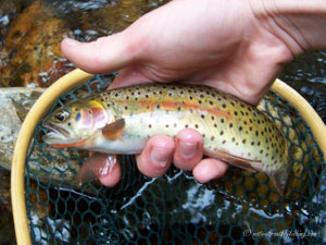 Native Trout Fly Fishing