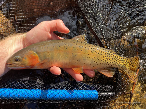 Native Trout Fly Fishing