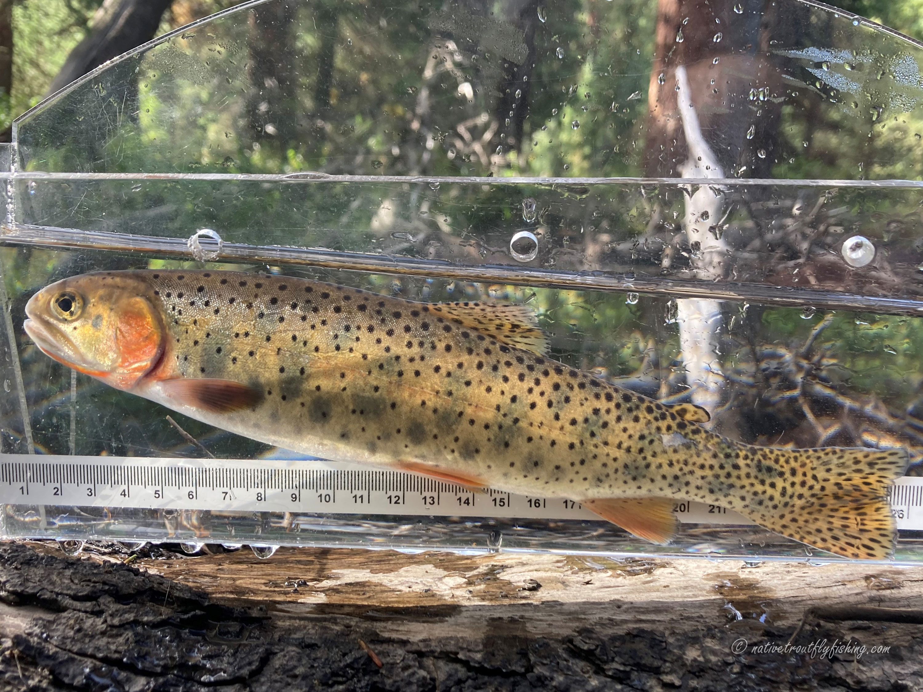 Experience Autumn in the Rockies: Fly Fishing for the Colorado Grand Slam -  American Forests