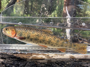 Native Trout Fly Fishing