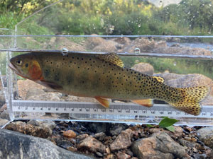 Native Trout Fly Fishing