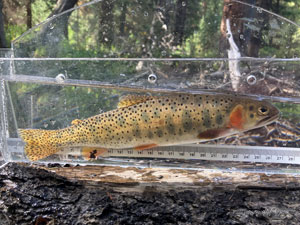 Native Trout Fly Fishing