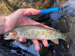 Native Trout Fly Fishing