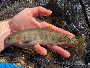 Native Trout Fly Fishing