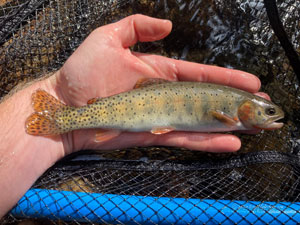 Native Trout Fly Fishing