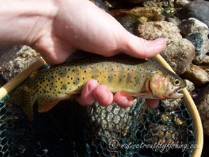 Native Trout Fly Fishing