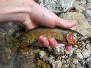 Native Trout Fly Fishing