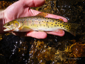 Native Trout Fly Fishing