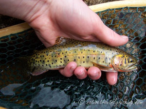 Native Trout Fly Fishing