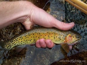 Native Trout Fly Fishing