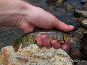 Native Trout Fly Fishing