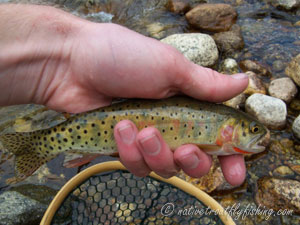 Native Trout Fly Fishing