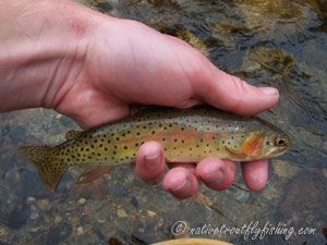 Native Trout Fly Fishing