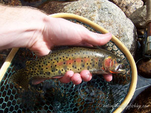 Native Trout Fly Fishing