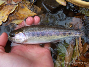 Native Trout Fly Fishing