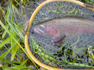 Native Trout Fly Fishing